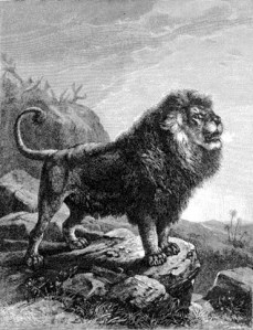 Compare the lions.