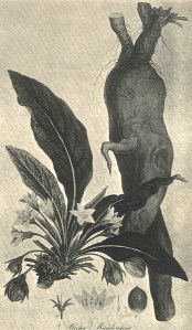 "Man"drake, 'nuff said (from Sibthorpe's Flora Graeca, 1808)