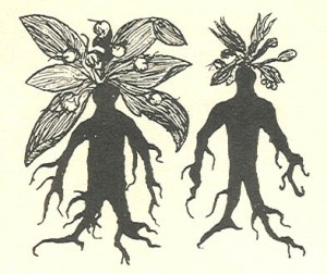 Womandrake and Mandrake from a 12th-century manuscript