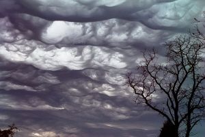 Undulatus_asperatus Undulatus_asperatus
