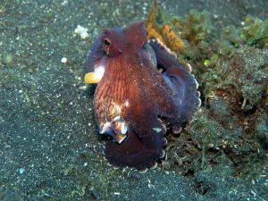 800px-Octopus_marginatus2