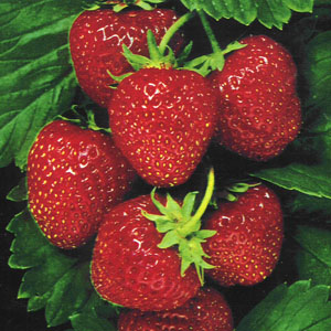 strawberry