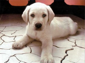 dog_wallpaper
