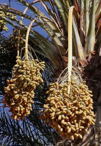 411px-Dates_on_date_palm