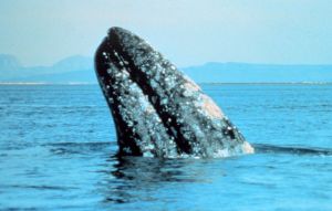 800px-Gray_whale