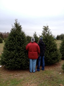 Tree, bush, or asherah?