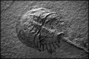 Photo credit Carbon NYC, from WikiMedia