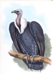 Image credit: John Gould, HC Richter, Wikimedia Commons